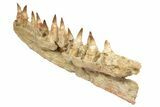 Mosasaur Jaw Section with Twelve Teeth - Morocco #189998-8
